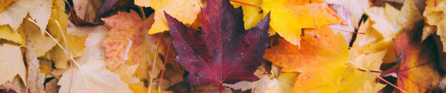 Bladactie Wageningen 1 december 2025